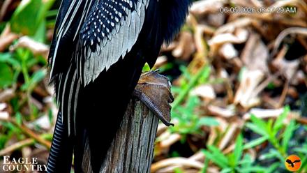 Southwest Florida River Wildlife Live Cams - Jun 5, 2026, 8:38am EDT
