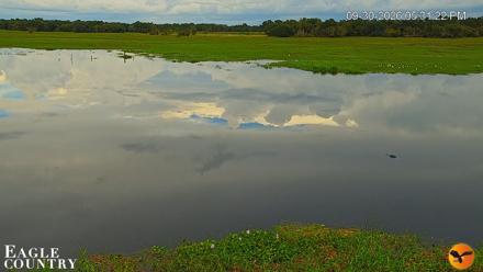 Southwest Florida River Wildlife Live Cams - Sep 30, 2026, 5:31pm EDT