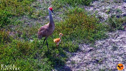 Southwest Florida River Wildlife Live Cams - Apr 22, 2026, 8:19pm EDT