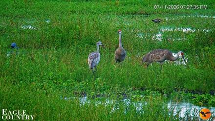 Southwest Florida River Wildlife Live Cams - Jul 11, 2026, 7:28pm EDT