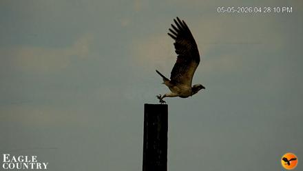 Southwest Florida River Wildlife Live Cams - May 5, 2026, 5:42pm EDT