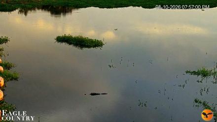 Southwest Florida River Wildlife Live Cams - Aug 10, 2026, 7:57pm EDT