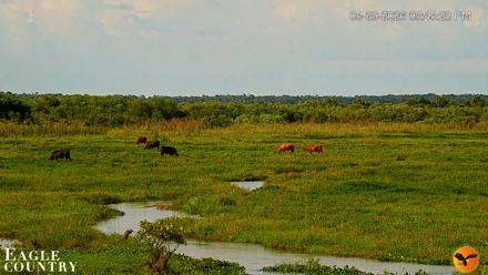 Southwest Florida River Wildlife Live Cams - May 29, 2026, 5:47pm EDT
