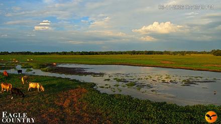 Southwest Florida River Wildlife Live Cams - Jun 11, 2026, 7:44pm EDT