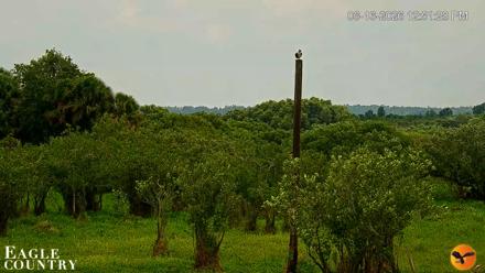 Southwest Florida River Wildlife Live Cams - Jun 16, 2026, 12:52pm EDT