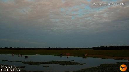 Southwest Florida River Wildlife Live Cams - May 31, 2026, 8:30pm EDT