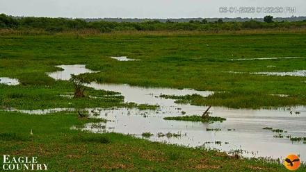 Southwest Florida River Wildlife Live Cams - Jun 1, 2026, 1:23pm EDT