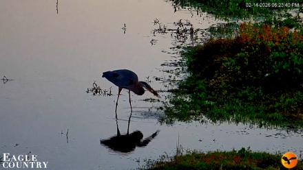 Southwest Florida River Wildlife Live Cams - Feb 14, 2026, 6:24pm EST