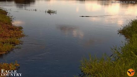 Southwest Florida River Wildlife Live Cams - Sep 21, 2026, 5:50pm EDT