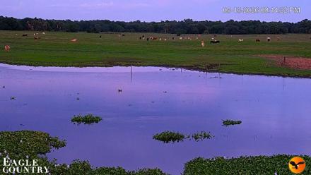 Southwest Florida River Wildlife Live Cams - May 13, 2026, 8:15pm EDT