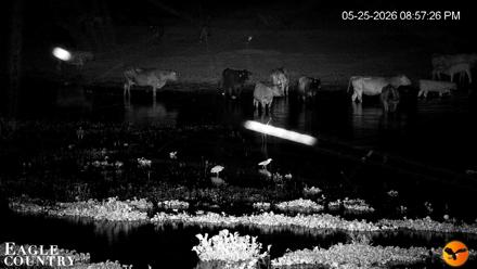 Southwest Florida River Wildlife Live Cams - May 25, 2026, 8:58pm EDT