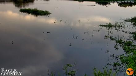 Southwest Florida River Wildlife Live Cams - Aug 10, 2026, 7:58pm EDT