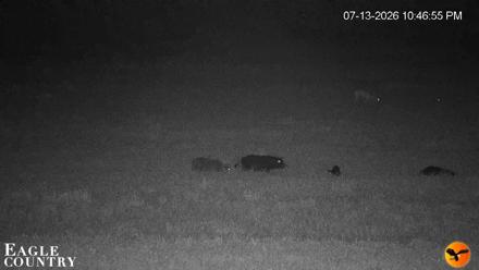 Southwest Florida River Wildlife Live Cams - Jul 13, 2026, 10:48pm EDT
