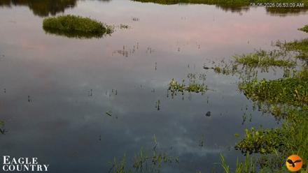 Southwest Florida River Wildlife Live Cams - Aug 6, 2026, 6:53am EDT
