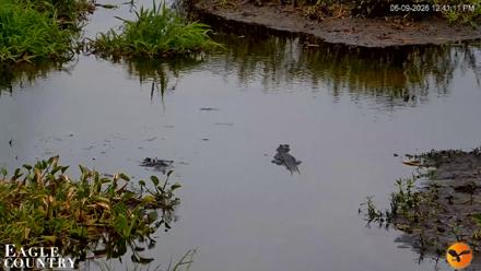 Southwest Florida River Wildlife Live Cams - Jun 9, 2026, 12:41pm EDT