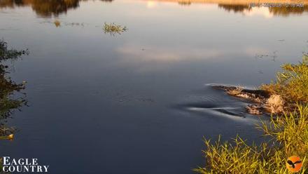 Southwest Florida River Wildlife Live Cams - Sep 11, 2026, 8:10am EDT