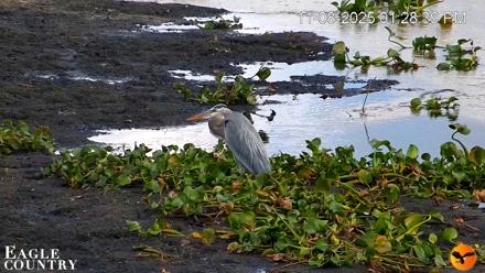 Southwest Florida River Wildlife Live Cams - Nov 8, 2025, 1:29pm EST