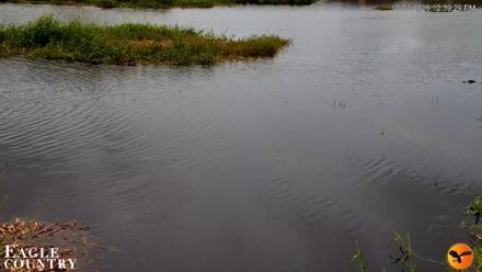 Southwest Florida River Wildlife Live Cams - Oct 2, 2026, 12:39pm EDT