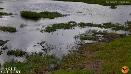 Southwest Florida River Wildlife Live Cams - Jun 18, 2026, 11:31am EDT