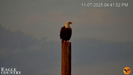 Southwest Florida River Wildlife Live Cams - Nov 7, 2025, 4:42pm EST