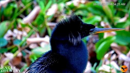 Southwest Florida River Wildlife Live Cams - Jun 5, 2026, 8:35am EDT