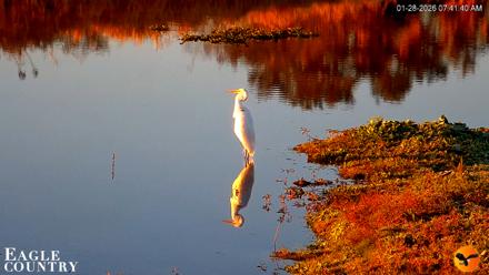 Southwest Florida River Wildlife Live Cams - Jan 28, 2026, 7:42am EST