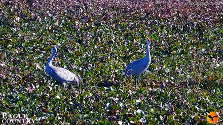 Southwest Florida River Wildlife Live Cams - Jan 27, 2026, 3:34pm EST