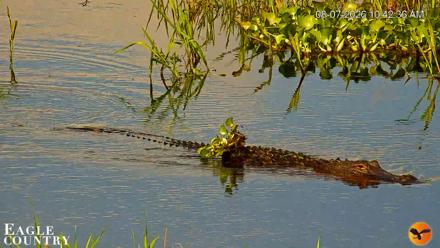 Southwest Florida River Wildlife Live Cams - Aug 7, 2026, 10:43am EDT