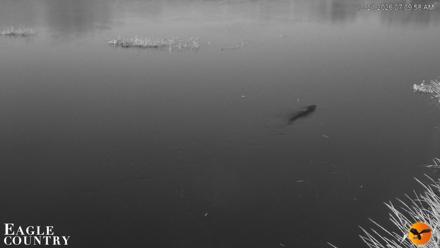 Southwest Florida River Wildlife Live Cams - Oct 21, 2026, 7:10am EDT