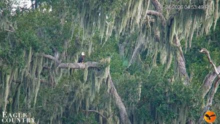 Southwest Florida River Wildlife Live Cams - Aug 21, 2026, 4:54pm EDT
