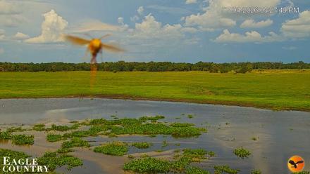 Southwest Florida River Wildlife Live Cams - Jul 4, 2026, 5:28pm EDT