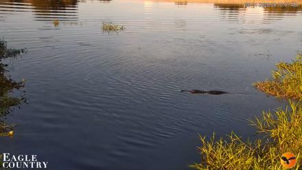 Southwest Florida River Wildlife Live Cams - Sep 11, 2026, 8:11am EDT