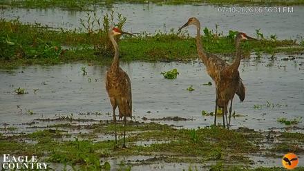 Southwest Florida River Wildlife Live Cams - Jul 10, 2026, 6:57pm EDT