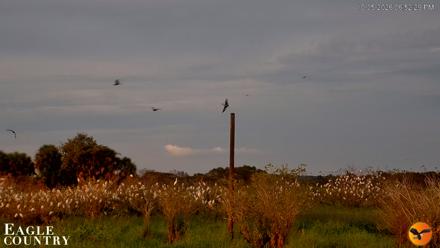Southwest Florida River Wildlife Live Cams - Oct 5, 2026, 6:52pm EDT