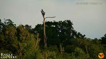 Southwest Florida River Wildlife Live Cams - Aug 6, 2026, 10:54am EDT