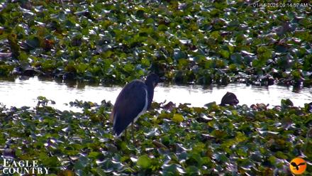 Southwest Florida River Wildlife Live Cams - Jan 14, 2026, 9:16am EST