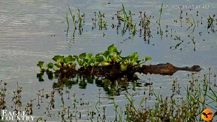 Southwest Florida River Wildlife Live Cams - Aug 7, 2026, 11:08am EDT