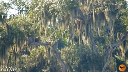Southwest Florida River Wildlife Live Cams - Sep 27, 2026, 10:40am EDT