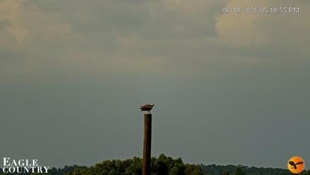 Southwest Florida River Wildlife Live Cams - Jun 18, 2026, 5:19pm EDT