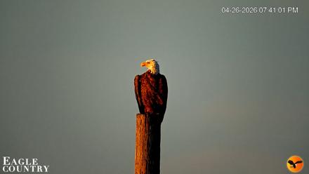 Southwest Florida River Wildlife Live Cams - Apr 26, 2026, 7:42pm EDT