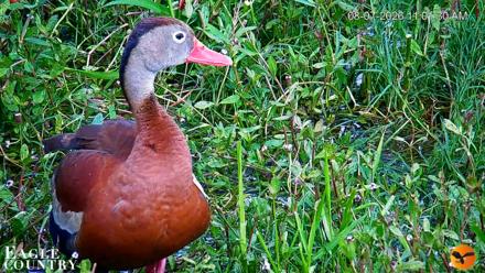 Southwest Florida River Wildlife Live Cams - Aug 7, 2026, 11:02am EDT