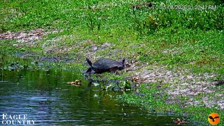 Southwest Florida River Wildlife Live Cams - May 8, 2026, 1:23pm EDT