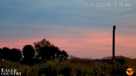 Southwest Florida River Wildlife Live Cams - Nov 11, 2025, 8:12am EST