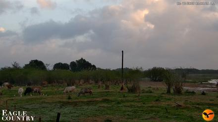 Southwest Florida River Wildlife Live Cams - Mar 12, 2026, 8:01am EDT