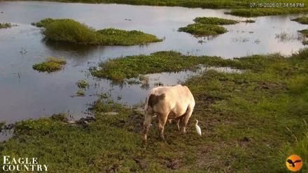 Southwest Florida River Wildlife Live Cams - Jul 16, 2026, 7:35pm EDT