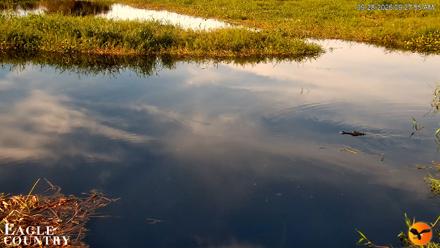 Southwest Florida River Wildlife Live Cams - Sep 28, 2026, 9:28am EDT