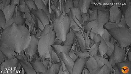 Southwest Florida River Wildlife Live Cams - Jun 29, 2026, 1:24am EDT