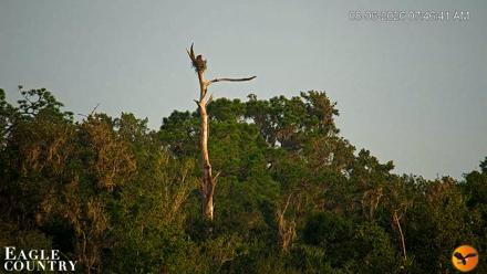 Southwest Florida River Wildlife Live Cams - Aug 6, 2026, 7:47am EDT