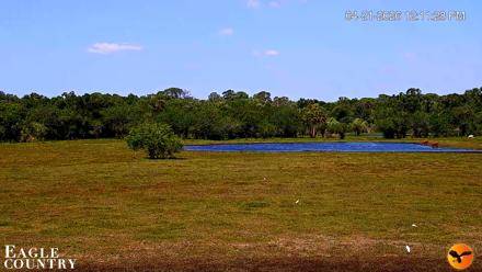 Southwest Florida River Wildlife Live Cams - Apr 21, 2026, 12:12pm EDT
