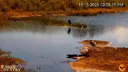 Southwest Florida River Wildlife Live Cams - Nov 15, 2025, 2:12pm EST